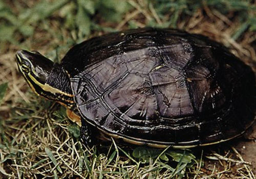 安南龟几种疾病的防治