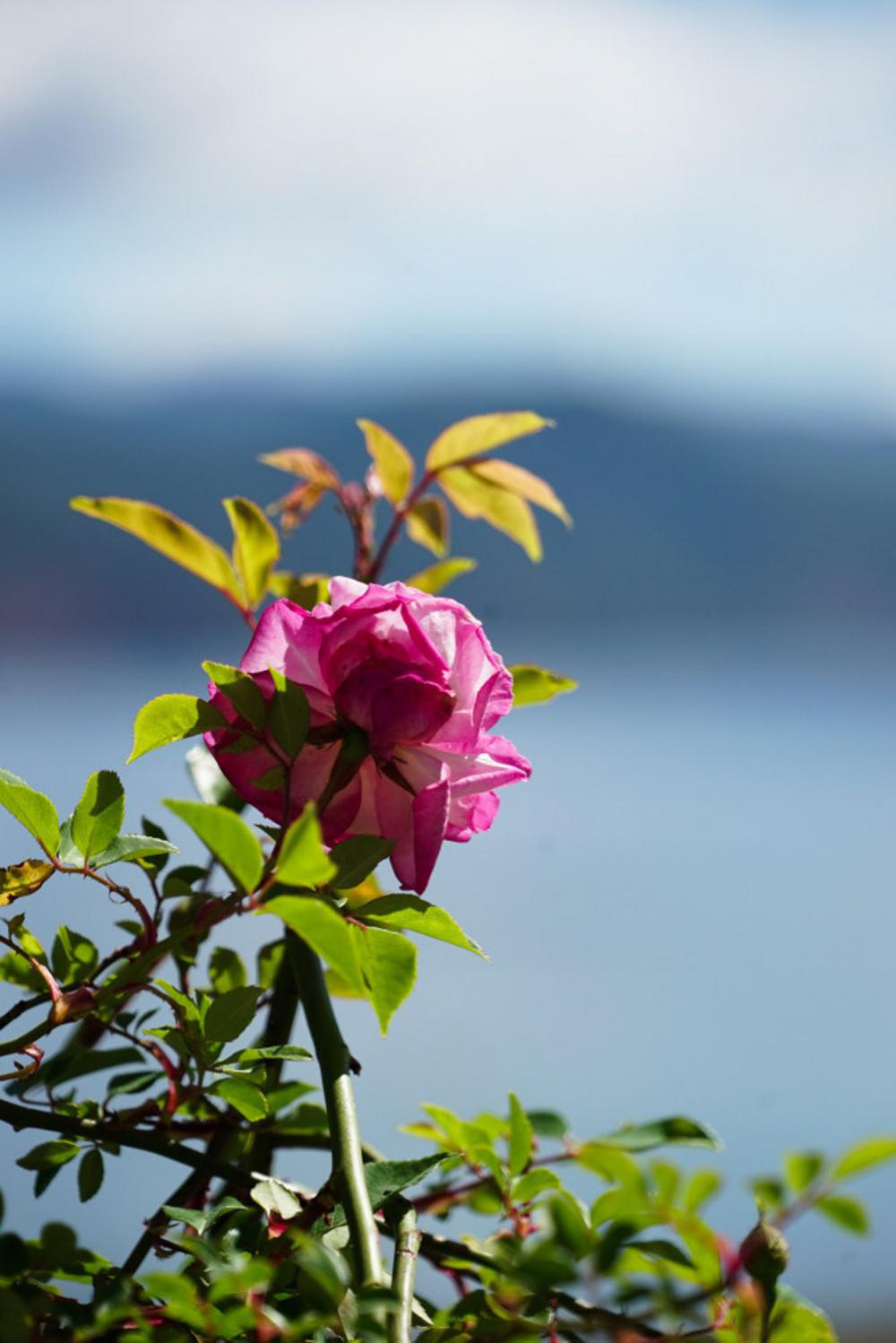 刚柔并济，花仙子—蔷薇花
