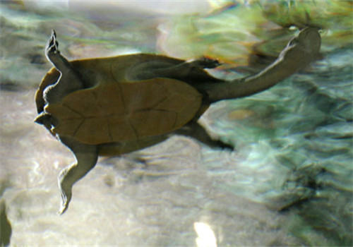 介绍一款自制的水龟布丁饲料