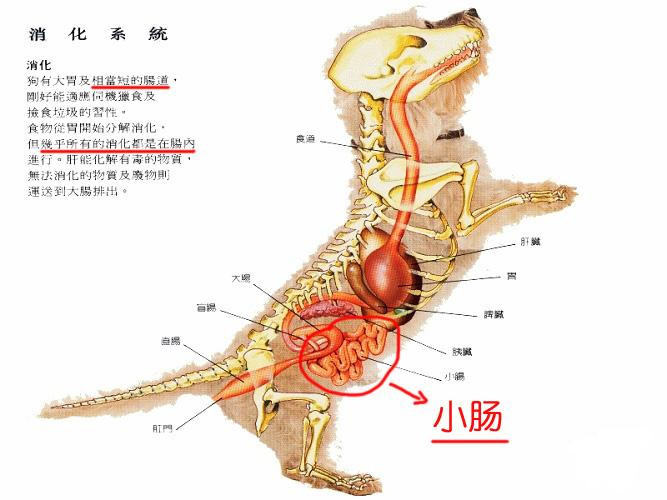 狗狗消化不良的原因及症状