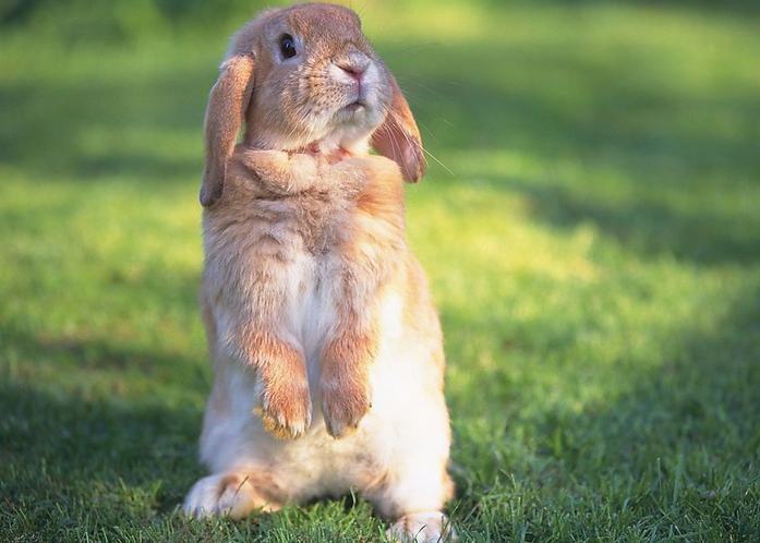 兔兔传染性水疮口炎防治