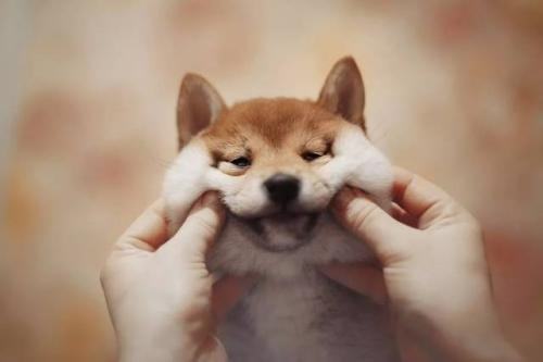 狗狗在吃便便的时候不感觉臭吗？狗狗吃便便的原因有哪些？