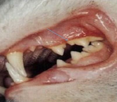 详解猫咪口腔的护理知识