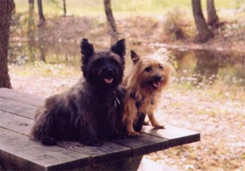 斯开岛梗的性格特点