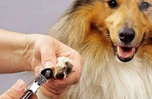 犬瘟之后再养狗要怎么办？