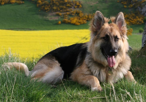 大型犬适合吃什么狗粮