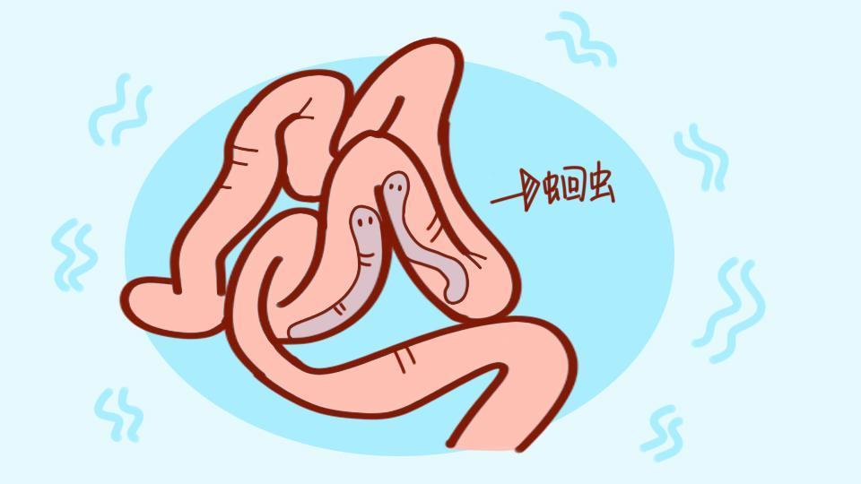 狗狗驱虫多久一次才合适?养狗新手必看 狗狗驱虫多久一次才合适?养狗新手必看