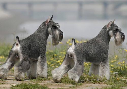 狗狗肝硬化症状及治疗
