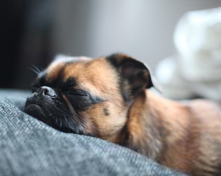 如何帮狗狗正确的染发