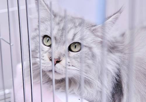 如何训练猫咪和幼犬相处