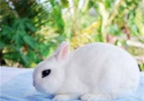 兔多杀性巴氏杆菌病的症状及防治