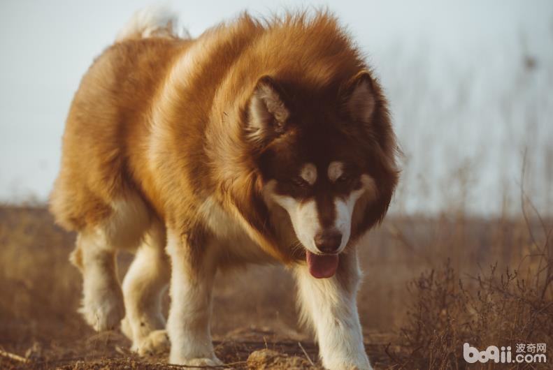 阿拉斯加幼犬怎么养，阿拉斯加幼犬饲养方式