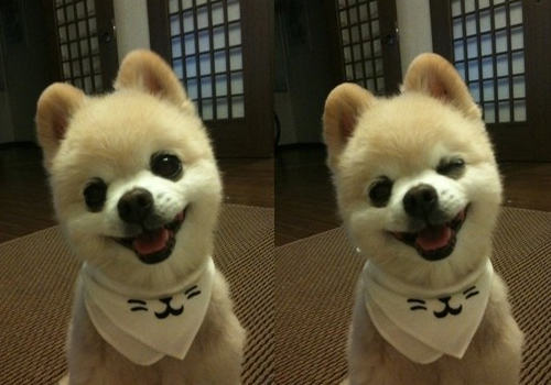 俊介犬属于什么品种