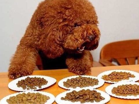 狗粮怎么选？关于狗粮的四大误区你了解吗？