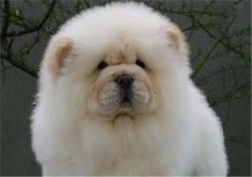 犬眼睑内翻的临床症状