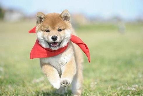 想知道如何训练我们的柴犬幼犬吗？网友看了都叫好！