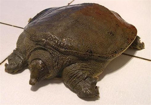 甲鱼优劣怎么识别