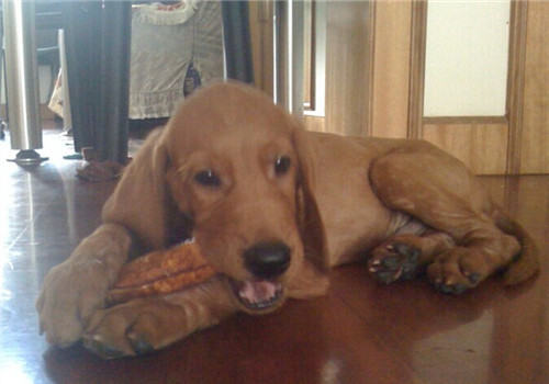 红骨猎浣熊犬的喂食要点