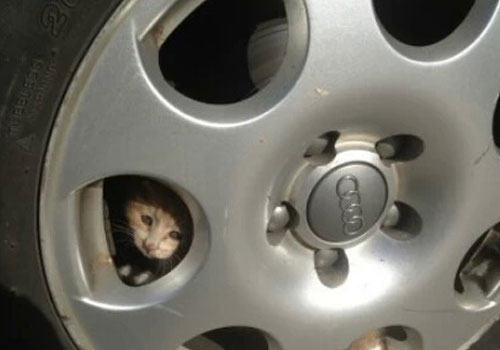 冬季谨防猫咪倚车取暖