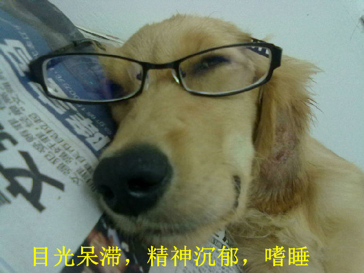 关于狗狗的老年痴呆症的症状 关于狗狗的老年痴呆症的症状
