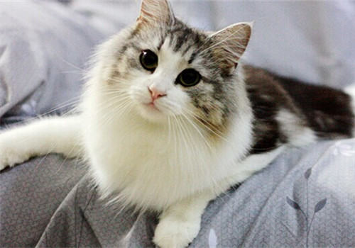 关于猫咪常见的骨骼疾病