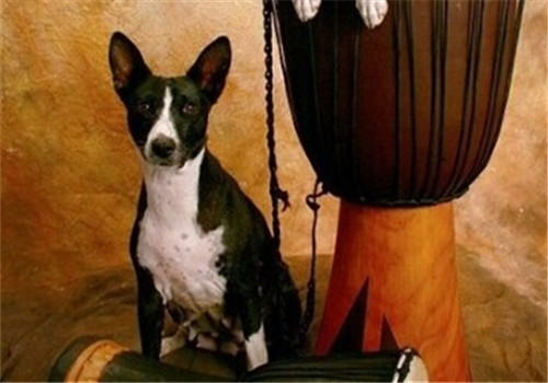 贝生吉犬的性格特点