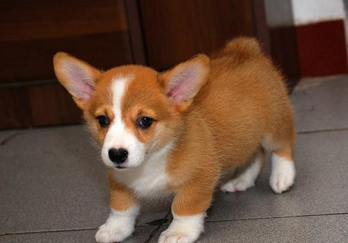 威尔士柯基犬的优点 威尔士柯基犬的优点