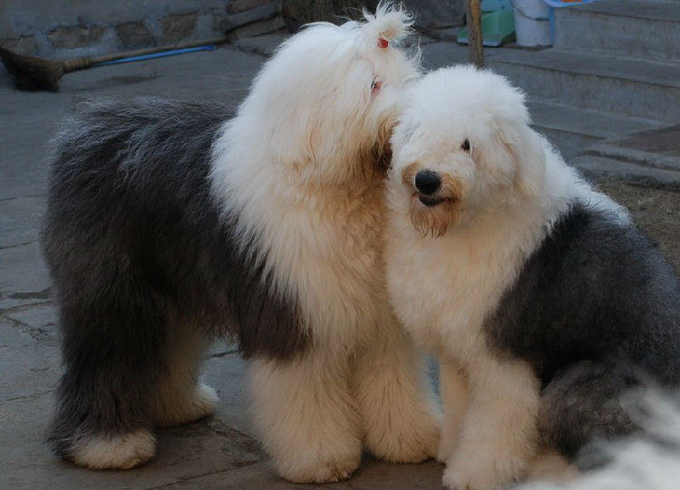 选购古代牧羊犬的几大误区