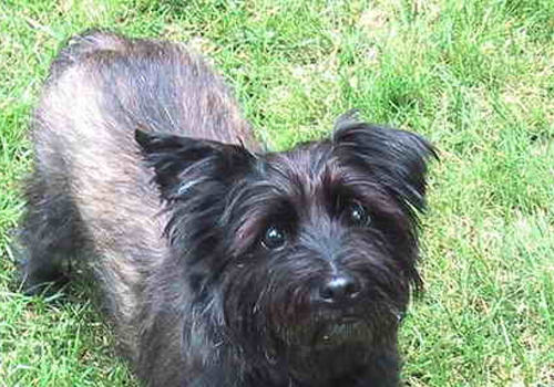 狗狗会出汗吗 狗狗会出汗吗