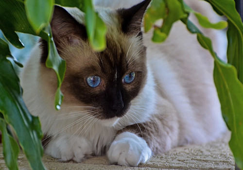 母猫对小猫的重要性