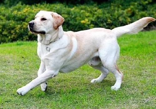 狗狗腿瘸了的应对措施都有哪些？