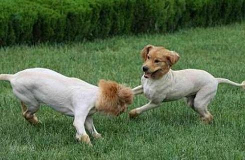 狗剪毛之后会不开心吗?狗剪毛后不开心怎么办? 狗剪毛之后会不开心吗?狗剪毛后不开心怎么办?