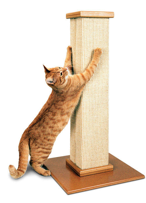 家具保卫战：训练猫咪不乱抓家具