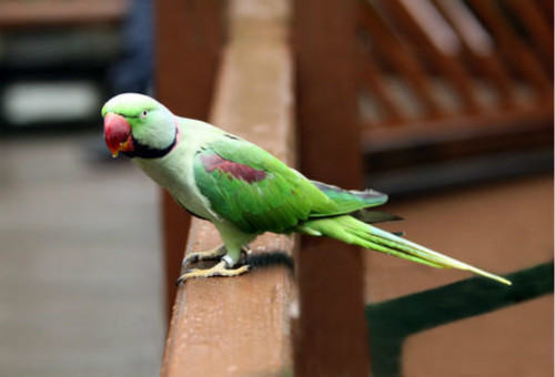 亚历山大鹦鹉饲养方法