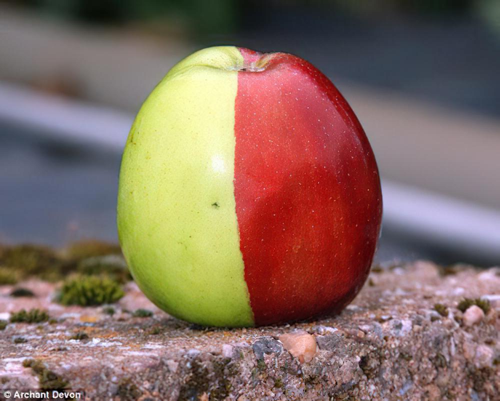英国老人种出半红半绿苹果