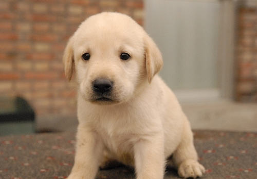 拉布拉多犬好养吗