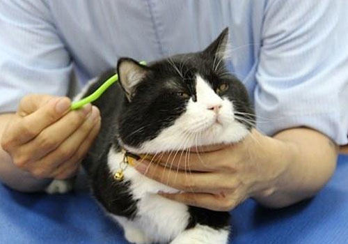 猫咪穴位按摩的注意事项