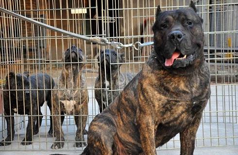 加纳利犬的缺点你能接受吗？