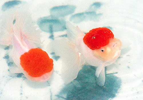 金鱼不同阶段的饲养注意事项