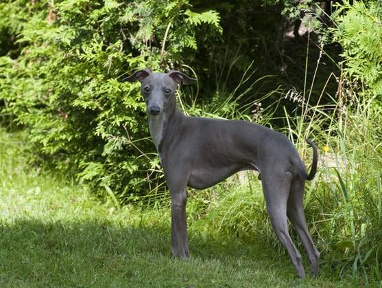 意大利灵缇犬的饲养要点
