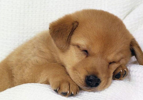 怎么帮狗狗去跳蚤 怎么帮狗狗去跳蚤