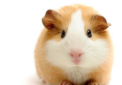 仓鼠咬笼子怎么办