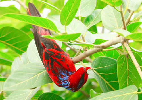 和蜜蜂争食的蓝纹吸蜜鹦鹉