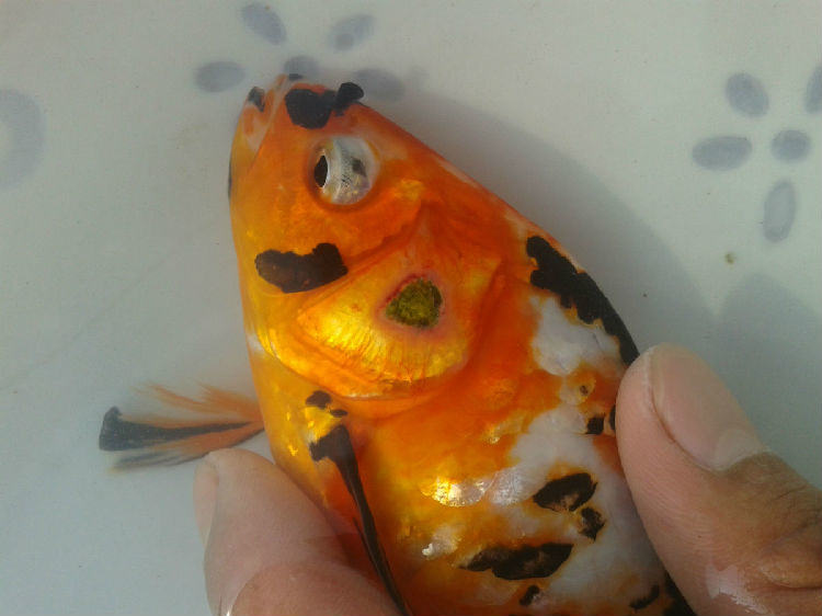 观赏鱼粘孢子虫病简介