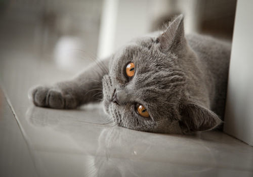 英国短毛猫繁殖的注意事项