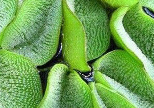 槐叶科水草饲养方法