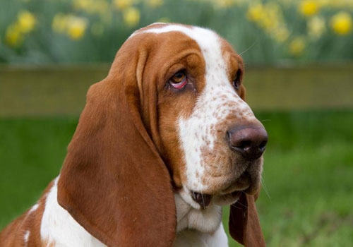 狗的智商排名有必要吗?