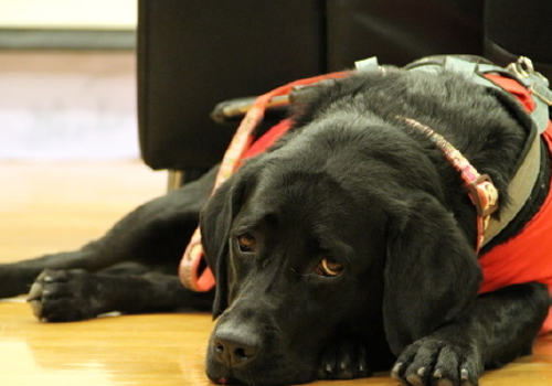 面对导盲犬要注意什么