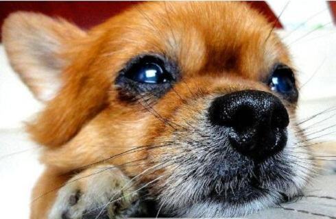 宠物狗的好养程度排行