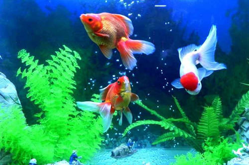 水质恶化会导致鱼鳍充血 水质恶化会导致鱼鳍充血